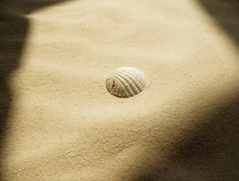 Seashell on a sandy beach in bright sunshine, hard shadows Stock Photos