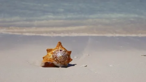 SeaShell on sandy beach of caribbean sea. Travel destination. Видео 279592790