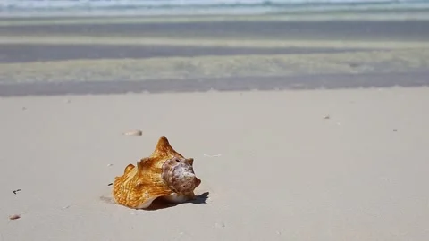 SeaShell on sandy beach of caribbean sea. Travel destination Stock Footage 296110753