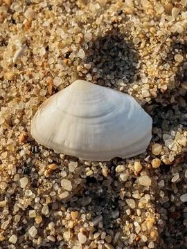 Seashell on Sandy Beach. Closeup of clean sand with gentle grains and soft .. Stock Photos