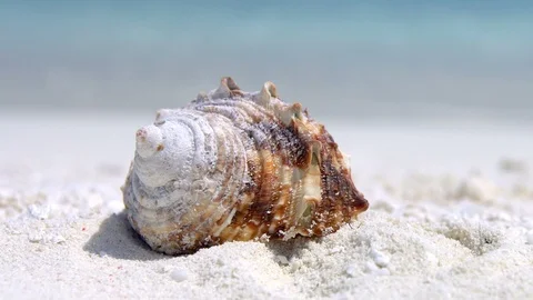 Seashell on sandy beach Stock Footage 95728463