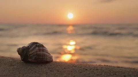 Seashell on sandy beach at golden sunrise with waves crashing in background. Stock Footage 334913338