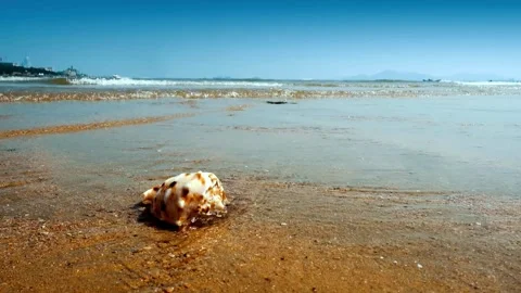 Seashell on Sandy Beach with Ocean Waves in Background Stock-Footage 309546574
