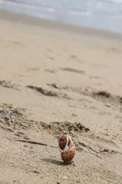 Seashell on Sandy Beach with Ocean Waves in Background Stock Photos