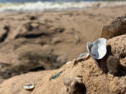 Seashell on Sandy Beach with Ocean Waves and Shallow Focus Stock Photos