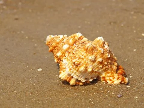 Seashell on sandy beach. Stock Photos