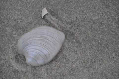 Seashell on a Sandy Beach Fotos Stock