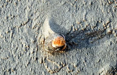 Seashell on the sandy beach Stock Photos