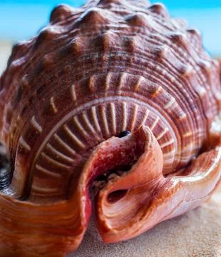 Seashell on a sandy beach Stock Photos