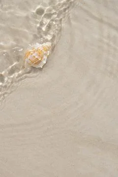 Seashell on sandy beach Stock Photos