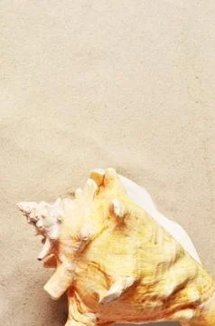 Seashell on sandy beach. Summer background. Concept travel. Stock Photos