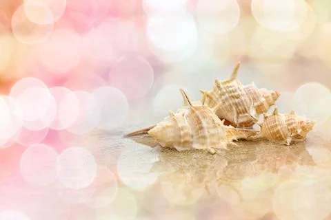 Seashell on sandy beach in summer with bokeh light  background Stock Photos