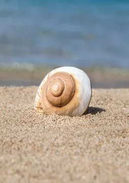 A seashell on a sandy beach in summer Stock Photos