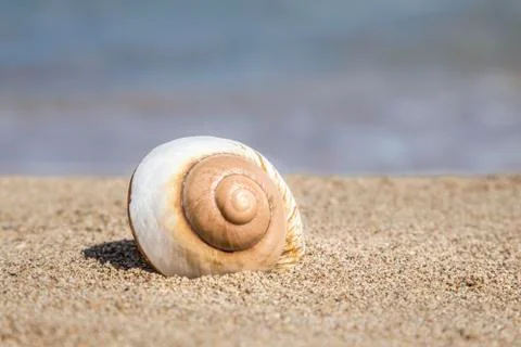 A seashell on a sandy beach in summer Stock Photos