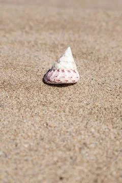 A seashell on a sandy beach in summer Stock-Fotos