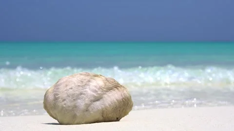 Seashell on sandy beach with turquoise sea background Stock Footage 152632835