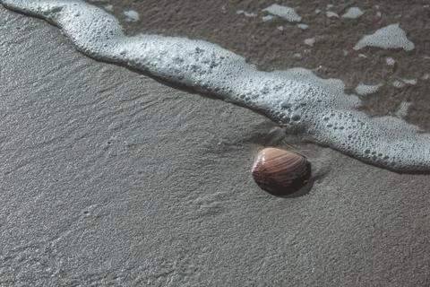 Seashell on a sandy beach with wave Stock Photos