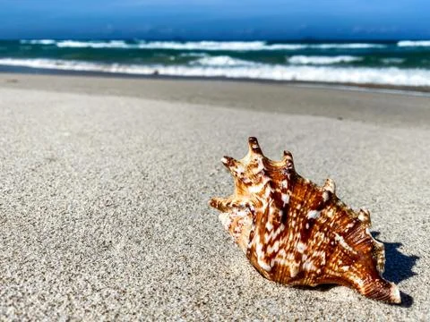 Seashell on a sandy ridge by the sea, background Stock Photos