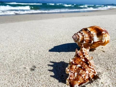 Seashell on a sandy ridge by the sea, background Stock Photos