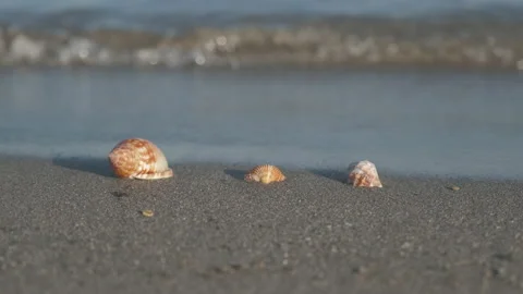 Seashell on sandy sea beach. Shells conch on sand, holiday vacation Vídeo Stock 151730682