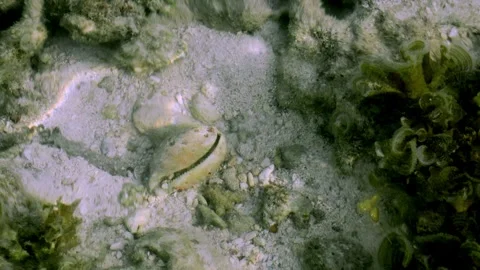 Seashell on sandy seabed underwater Stock Footage 339826838