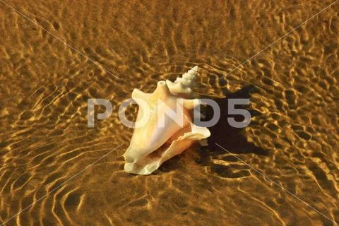 Seashell on a sandy shoal Stock Photos