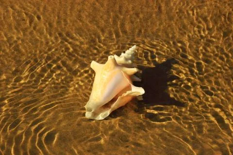 Seashell on a sandy shoal Stock Photos