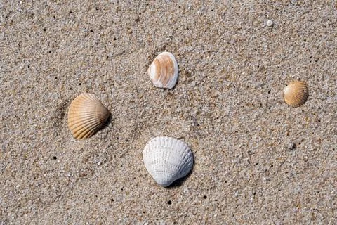 Seashell on sandy shore with approaching wave Stock Photos