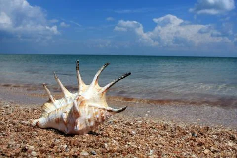 Seashell on the sea coast Stock Photos