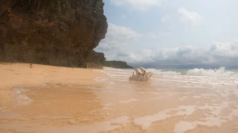 The seashell by the sea. Stock Footage 107690764