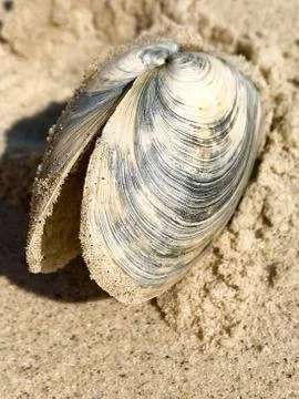 Seashell in the sea. Stock Photos