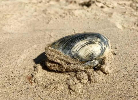 Seashell in the sea. Stock Photos