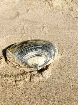 Seashell in the sea. Stock Photos