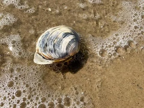 Seashell in the sea. Stock Photos