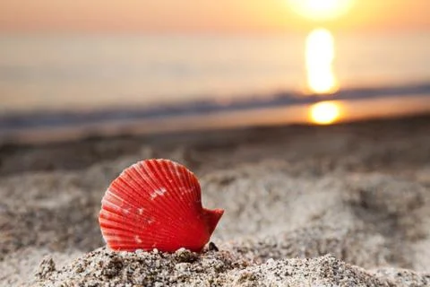 Seashell on sea sand beach Stock Photos