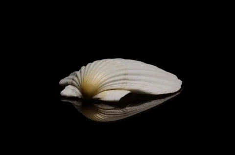 Seashell sea shell on black dar background ocean beach art display frame Stock Photos