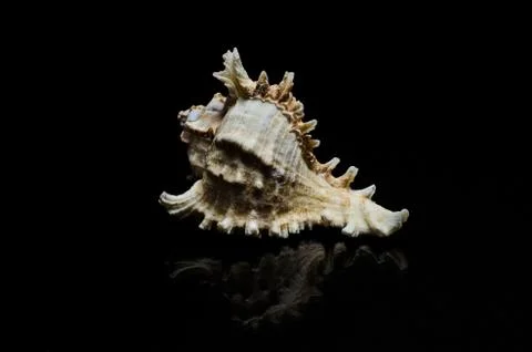 Seashell sea shell on black dar background ocean beach art display frame Stock Photos
