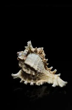Seashell sea shell on black dar background ocean beach art display frame Foto stock