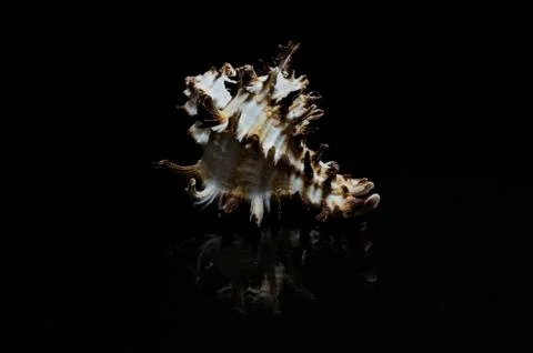 Seashell sea shell on black dar background ocean beach art display frame Stock Photos