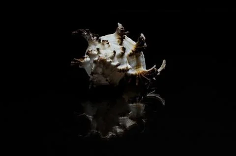 Seashell sea shell on black dar background ocean beach art display frame Stock Photos
