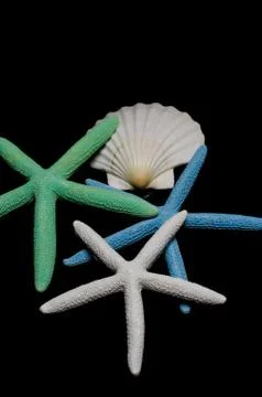 Seashell sea shell on black dar background ocean beach art display frame Stock Photos