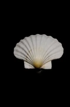 Seashell sea shell on black dar background ocean beach art display frame Stock Photos