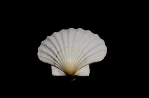 Seashell sea shell on black dar background ocean beach art display frame Foto stock