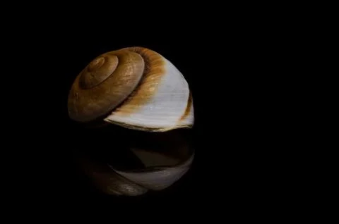 Seashell sea shell on black dar background ocean beach art display frame 写真素材