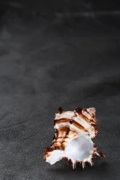 Seashell sea shell on old black leather background Stock Photos