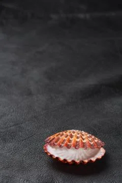 Seashell sea shell on old black leather background Stock Photos
