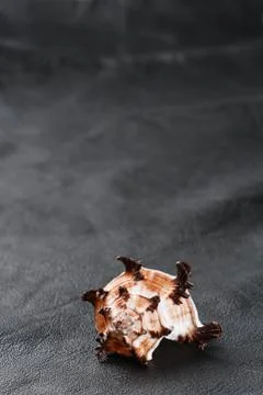 Seashell sea shell on old black leather background Stock Photos