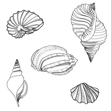 Seashell, sea star set. Summer holiday marine background. Stock Illustration