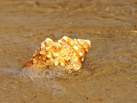 Seashell in sea surf. Stock Photos