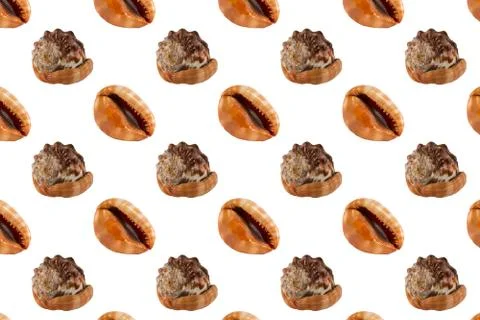 Seashell  seamless pattern Stock Photos